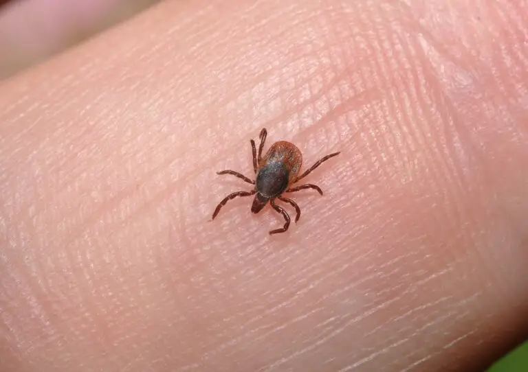 Wondering "can dogs get lice from humans"? This comprehensive article clarifies the facts about cross-species lice transmission and how to protect your furry friend.