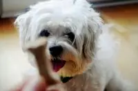 Is sex with animals illegal in the USA? Learn about bestiality laws, the legal consequences, and how animal cruelty is prosecuted in the United States. Raise awareness and protect animals from abuse.
