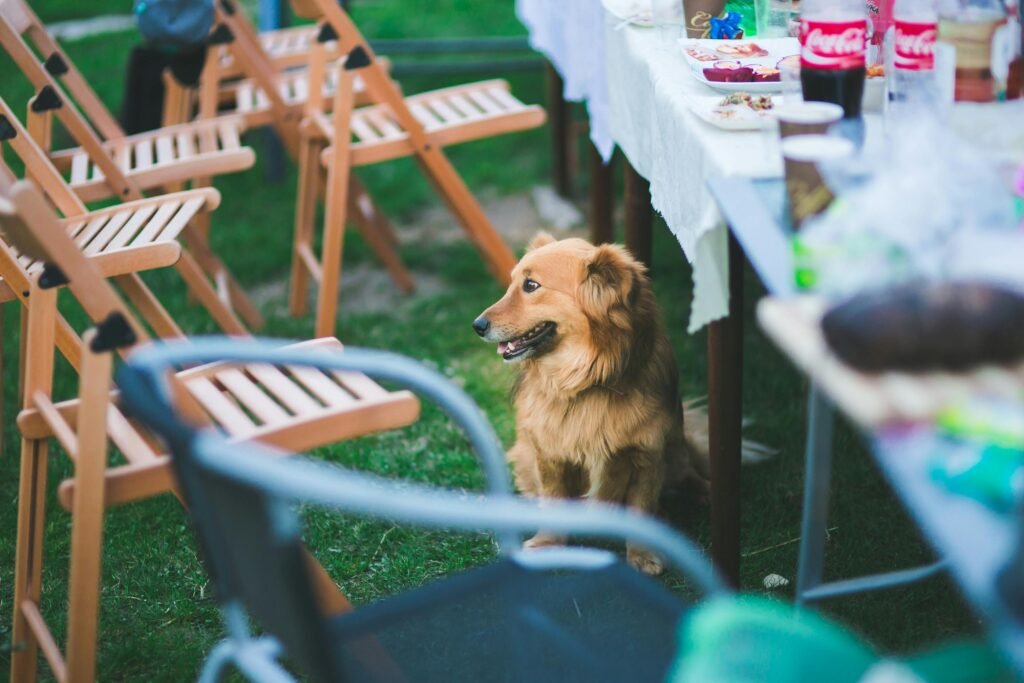 What I Wish I Knew Before Getting a Second Dog? Two dogs of different breeds playing together in a sunny backyard