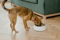 Wondering why your dog is panting at night? Discover 10 common causes—from anxiety to health issues—and learn how to help your pup sleep better. Read now!
