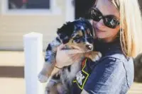 Looking for a Miniature Australian Shepherd for sale in 2025? Learn about prices, breeders, what to look for, and how to find the perfect mini Aussie for your family.