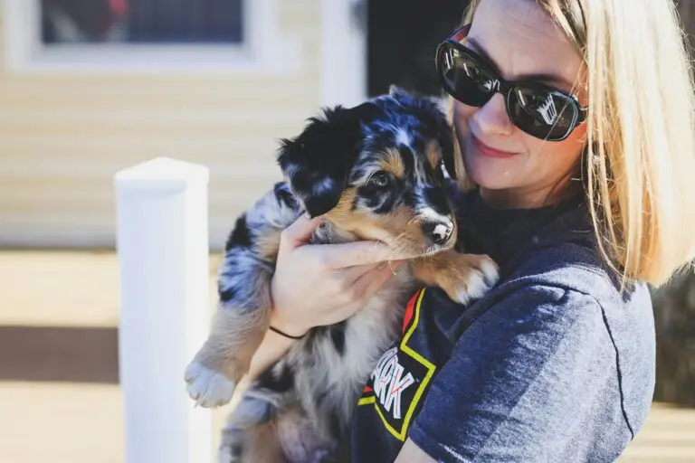 Looking for a Miniature Australian Shepherd for sale in 2025? Learn about prices, breeders, what to look for, and how to find the perfect mini Aussie for your family.