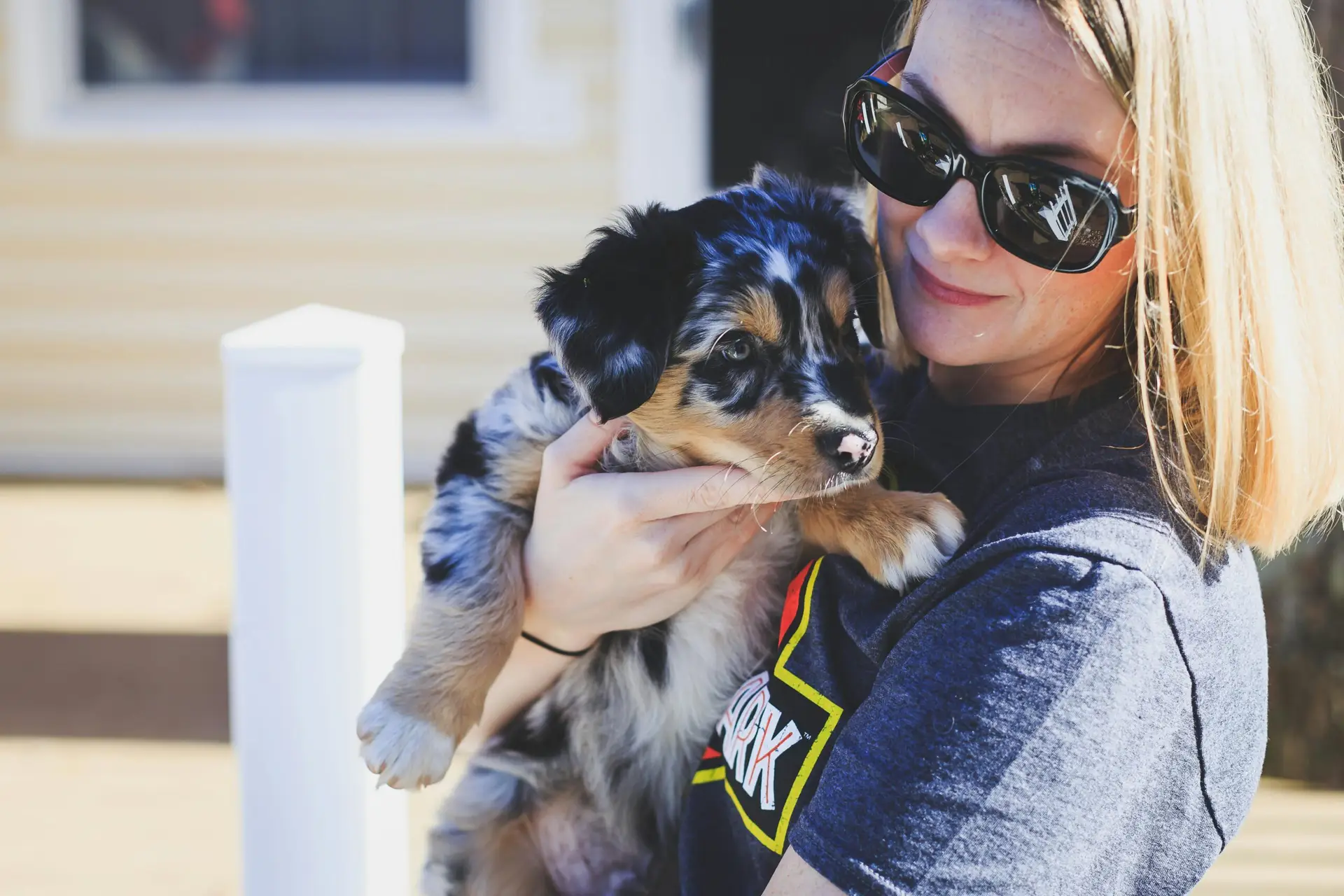 Looking for a Miniature Australian Shepherd for sale in 2025? Learn about prices, breeders, what to look for, and how to find the perfect mini Aussie for your family.